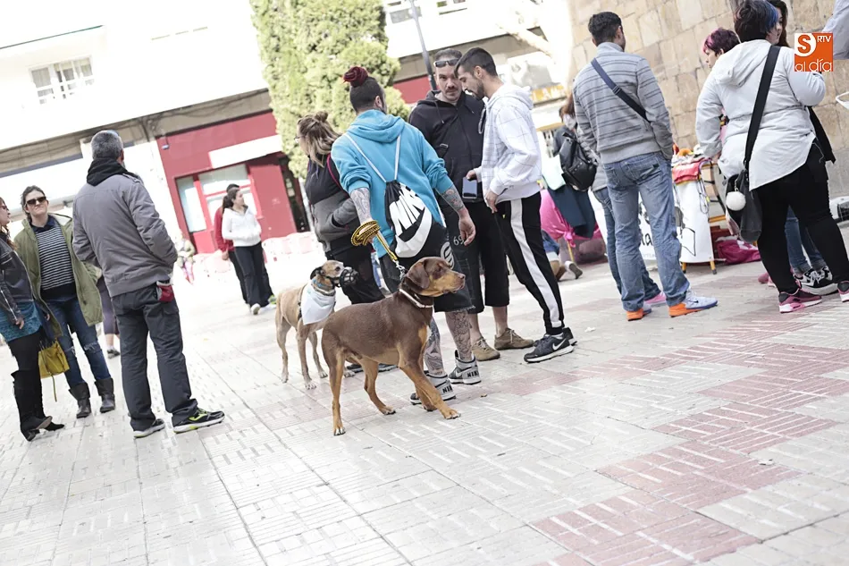 Foto 9 - Rosa Hern&aacute;ndez: &ldquo;Hay que concienciar de que hay que coger gatos, esterilizarlos, soltarlos y...