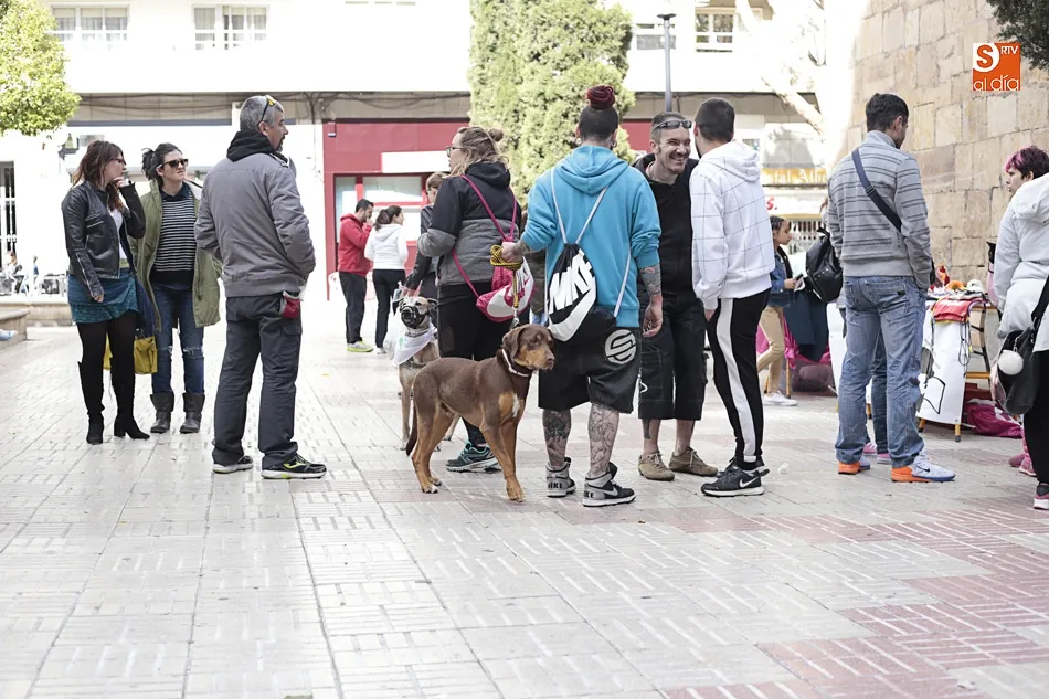 Foto 6 - Rosa Hern&aacute;ndez: &ldquo;Hay que concienciar de que hay que coger gatos, esterilizarlos, soltarlos y...
