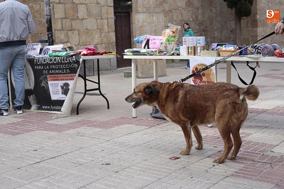 Foto 5 - Rosa Hern&aacute;ndez: &ldquo;Hay que concienciar de que hay que coger gatos, esterilizarlos, soltarlos y...