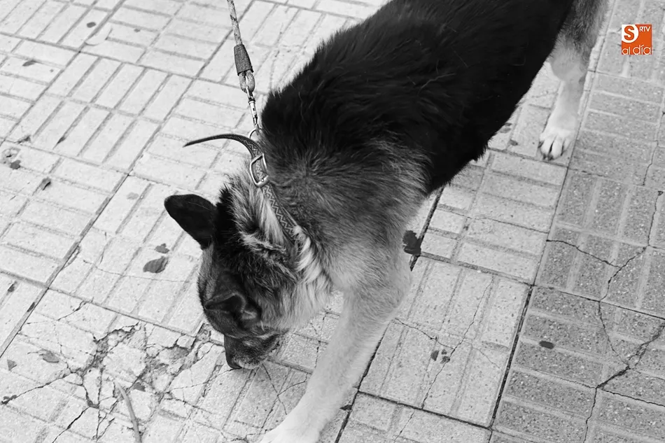 Foto 4 - Rosa Hern&aacute;ndez: &ldquo;Hay que concienciar de que hay que coger gatos, esterilizarlos, soltarlos y...