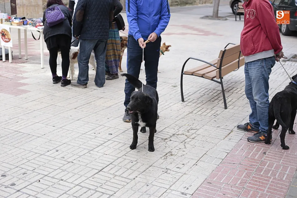 Foto 2 - Rosa Hern&aacute;ndez: &ldquo;Hay que concienciar de que hay que coger gatos, esterilizarlos, soltarlos y...