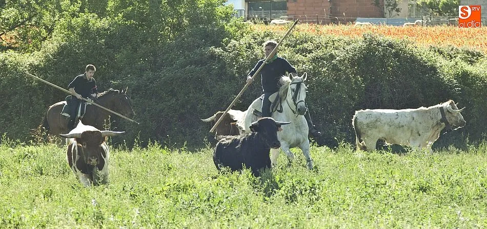 Foto 8 - Larga tarde taurina en &Aacute;gueda con un encierro que se prolong&oacute; m&aacute;s de dos horas  