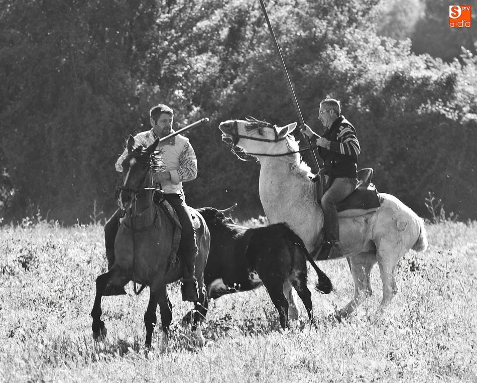 Foto 7 - Larga tarde taurina en &Aacute;gueda con un encierro que se prolong&oacute; m&aacute;s de dos horas  