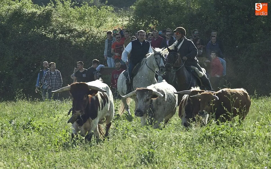 Foto 6 - Larga tarde taurina en &Aacute;gueda con un encierro que se prolong&oacute; m&aacute;s de dos horas  