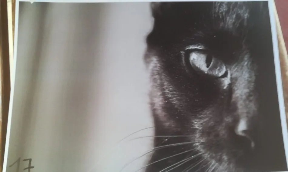 Foto 2 - Roberto Garc&iacute;a gana el Concurso de Fotograf&iacute;a del D&iacute;a de la Mascota  