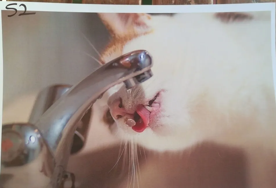 Foto 3 - Roberto Garc&iacute;a gana el Concurso de Fotograf&iacute;a del D&iacute;a de la Mascota  