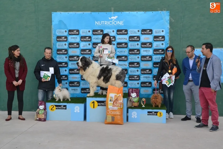 Un mastín de 80 kilos, gran triunfador del 2º Día de la Mascota  