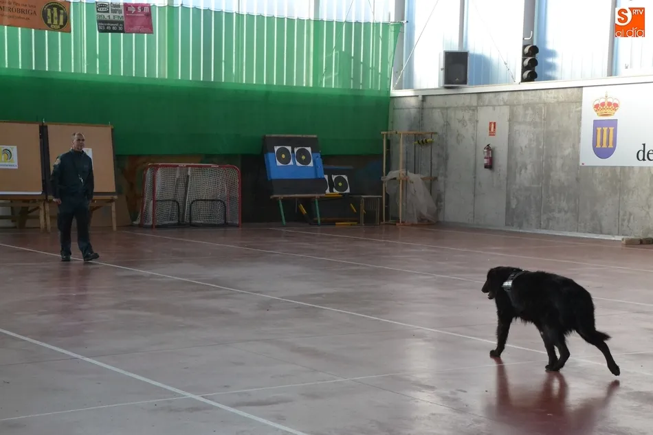 Foto 10 - Un mast&iacute;n de 80 kilos, gran triunfador del 2&ordm; D&iacute;a de la Mascota  