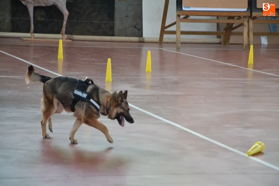 Foto 4 - Un mast&iacute;n de 80 kilos, gran triunfador del 2&ordm; D&iacute;a de la Mascota  