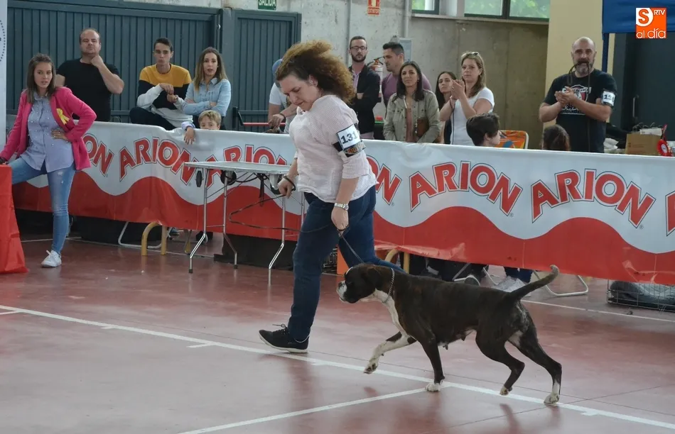 Bóxer que fue proclamado como el mejor de toda la Exposición | Fotos: @kisanghani
