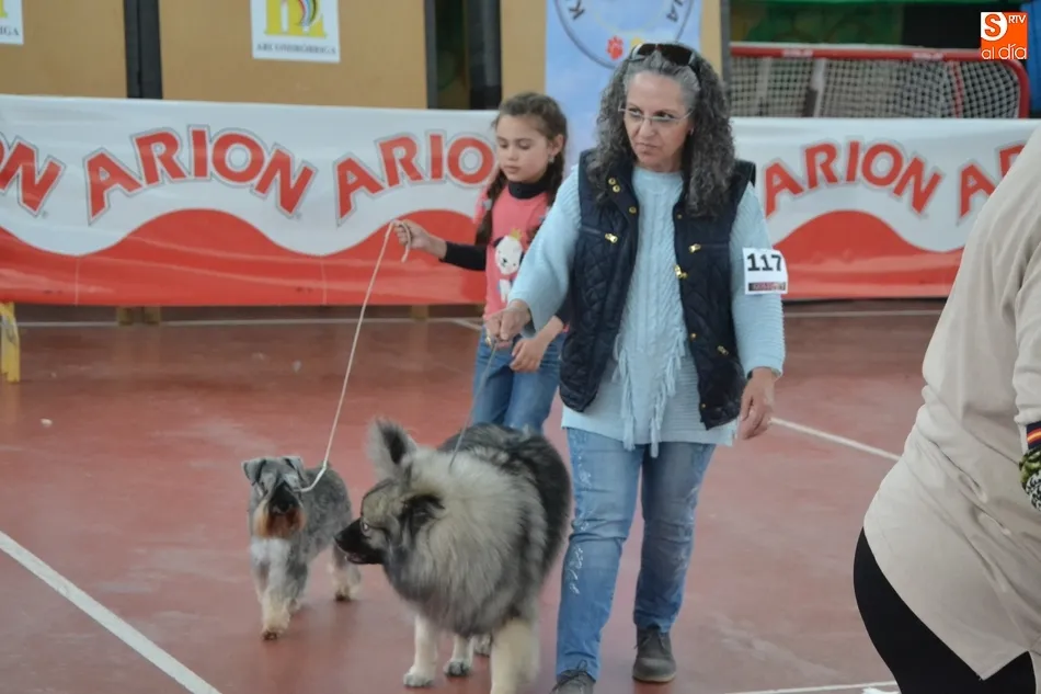 Foto 11 - La I Exposici&oacute;n Internacional Canina de Ciudad Rodrigo proclama a un b&oacute;xer como mejor ejemplar  