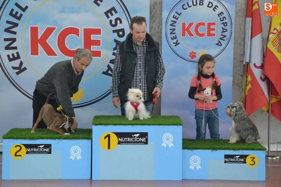 Foto 10 - La I Exposici&oacute;n Internacional Canina de Ciudad Rodrigo proclama a un b&oacute;xer como mejor ejemplar  