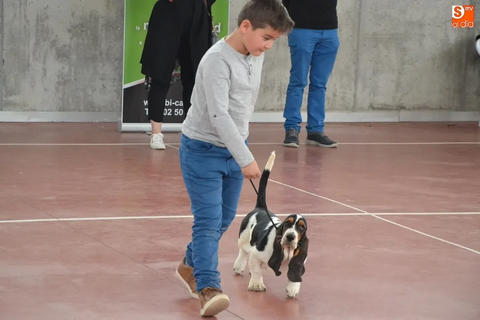 Foto 8 - La I Exposici&oacute;n Internacional Canina de Ciudad Rodrigo proclama a un b&oacute;xer como mejor ejemplar  