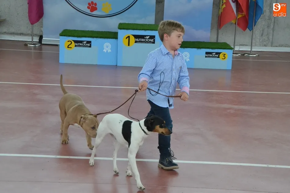 Foto 6 - La I Exposici&oacute;n Internacional Canina de Ciudad Rodrigo proclama a un b&oacute;xer como mejor ejemplar  