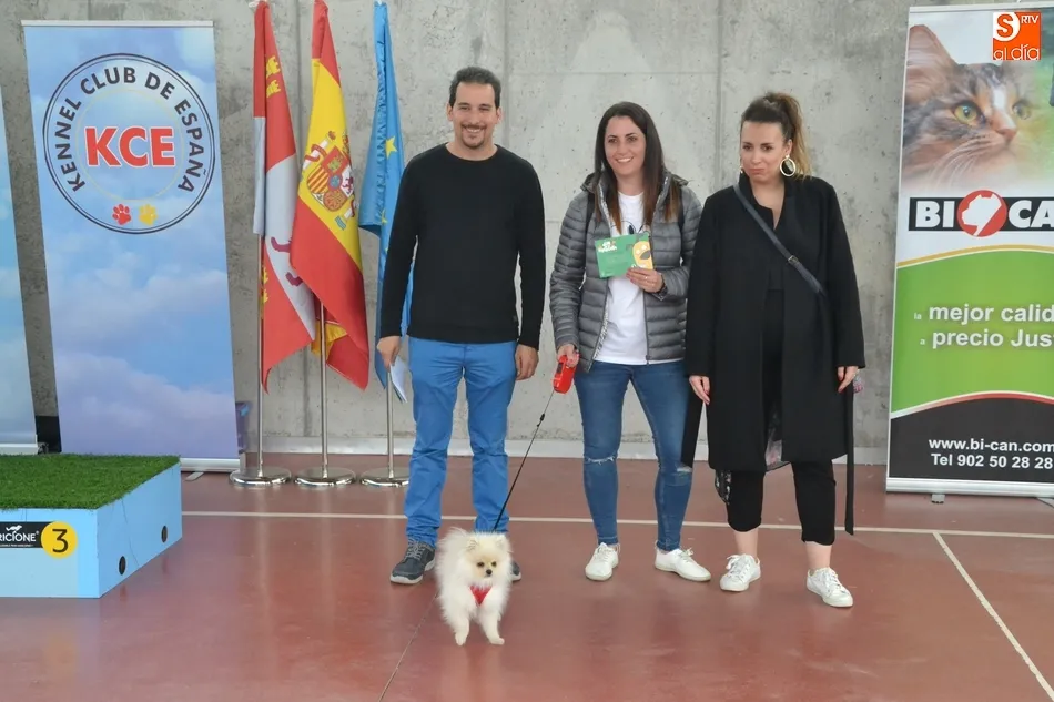 Foto 3 - La I Exposici&oacute;n Internacional Canina de Ciudad Rodrigo proclama a un b&oacute;xer como mejor ejemplar  