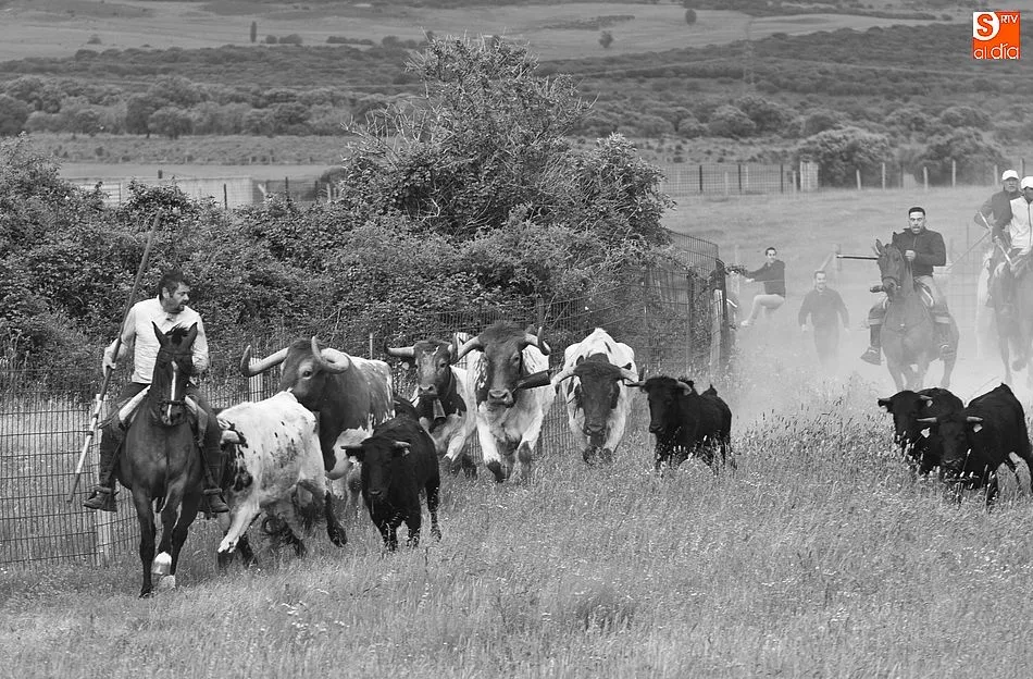 EL encierro a caballo de Carpio de Azaba deja bellas estampas como esta/Foto: Adrián MArtín