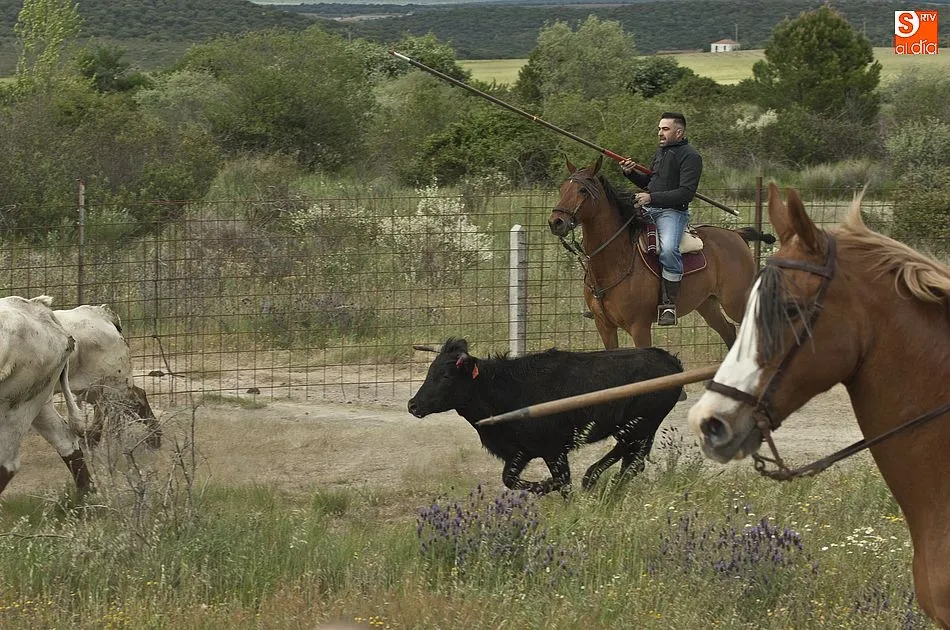 Foto 11 - R&aacute;pido y puntual encierro a caballo en Carpio de Azaba  