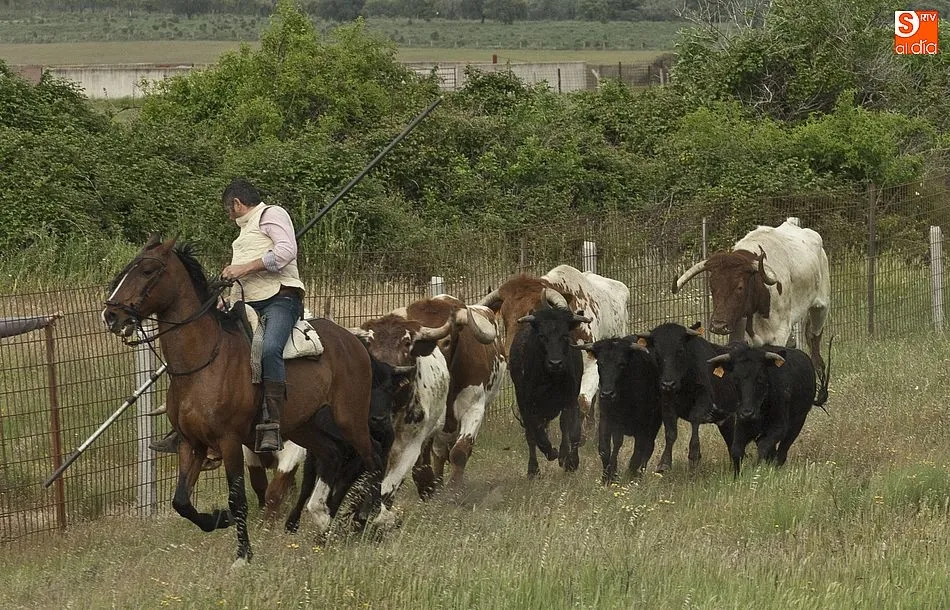 Foto 10 - R&aacute;pido y puntual encierro a caballo en Carpio de Azaba  