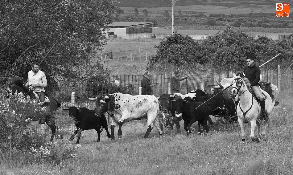 Foto 9 - R&aacute;pido y puntual encierro a caballo en Carpio de Azaba  