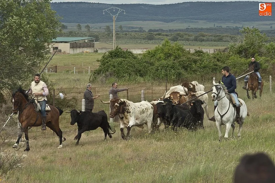 Foto 8 - R&aacute;pido y puntual encierro a caballo en Carpio de Azaba  