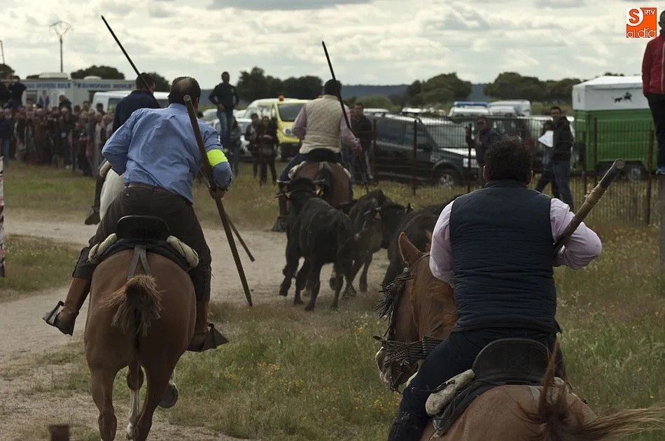 Foto 7 - R&aacute;pido y puntual encierro a caballo en Carpio de Azaba  