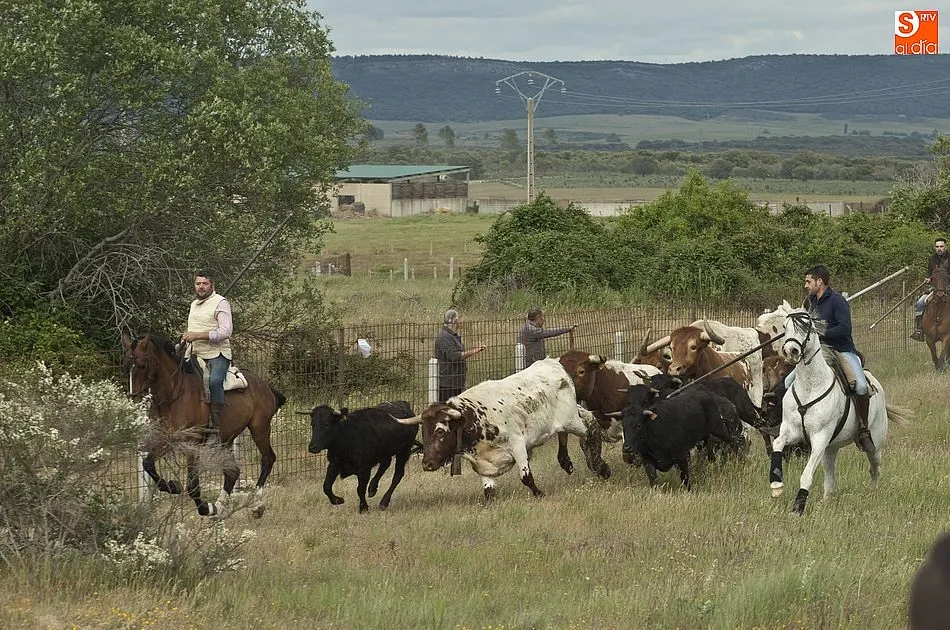 Foto 6 - R&aacute;pido y puntual encierro a caballo en Carpio de Azaba  