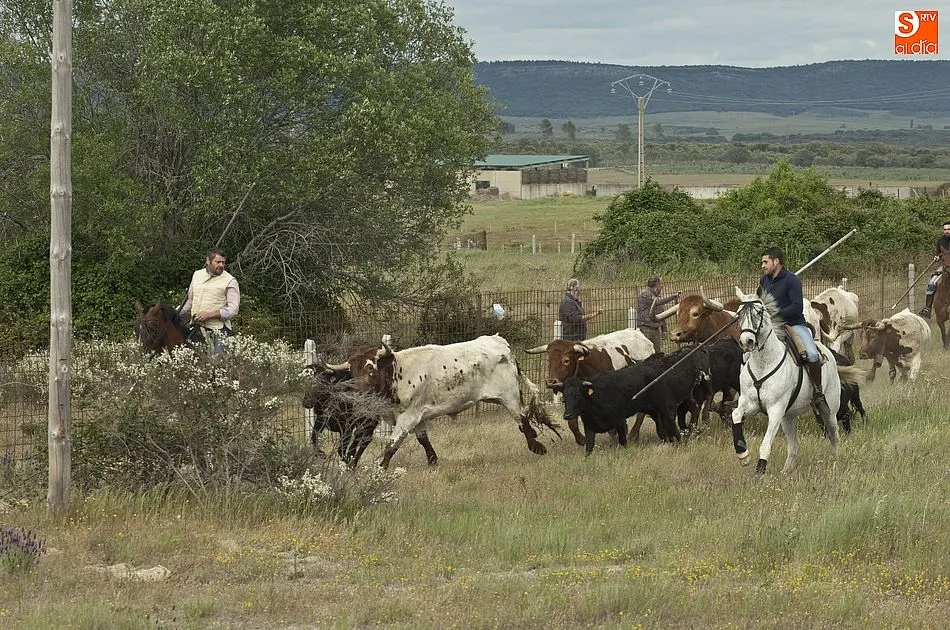 Foto 5 - R&aacute;pido y puntual encierro a caballo en Carpio de Azaba  