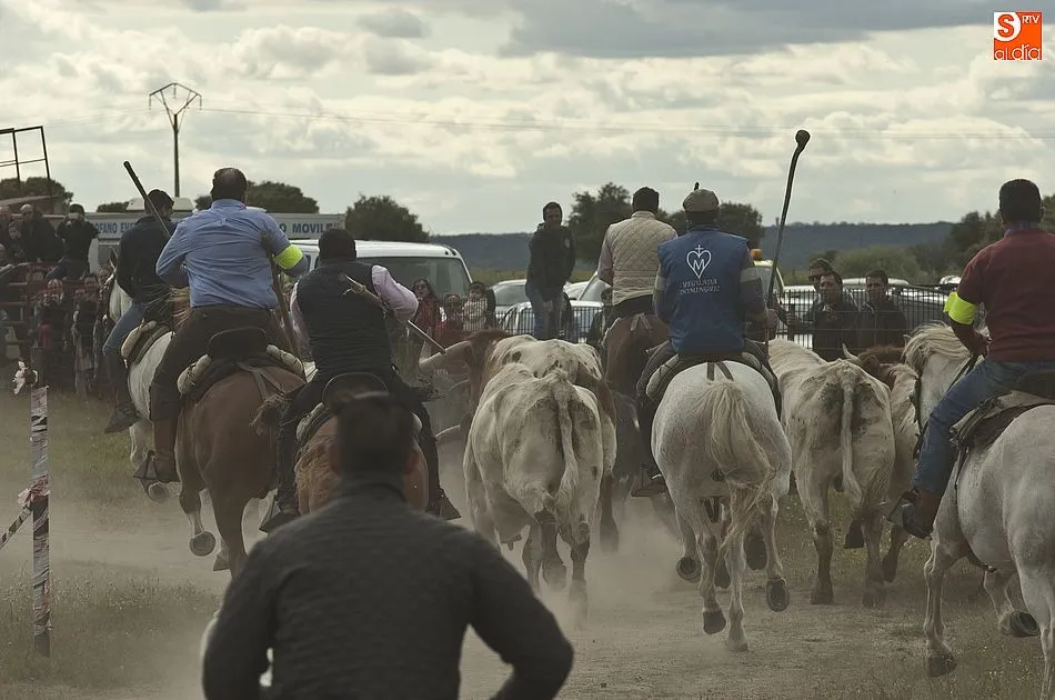 Foto 4 - R&aacute;pido y puntual encierro a caballo en Carpio de Azaba  