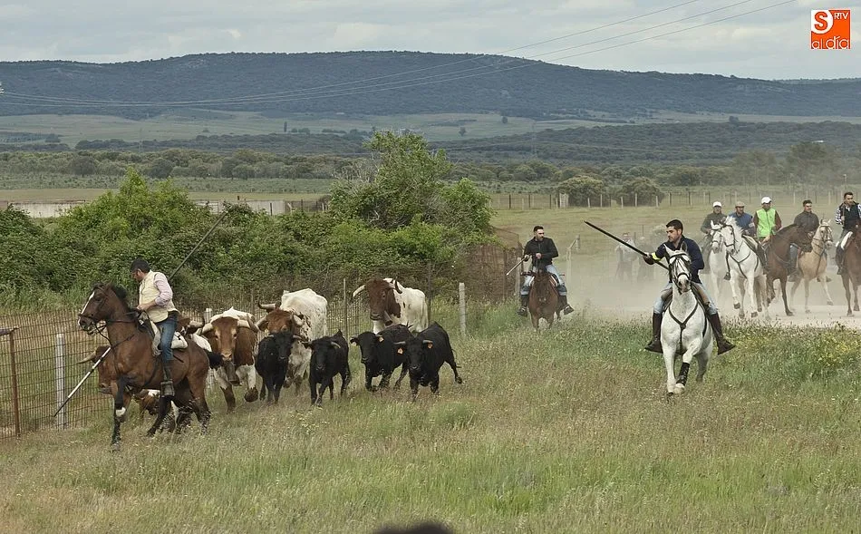 Foto 3 - R&aacute;pido y puntual encierro a caballo en Carpio de Azaba  