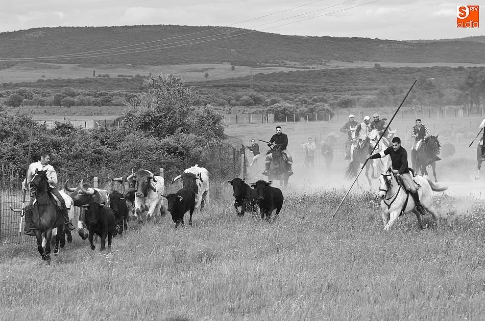Foto 2 - R&aacute;pido y puntual encierro a caballo en Carpio de Azaba  