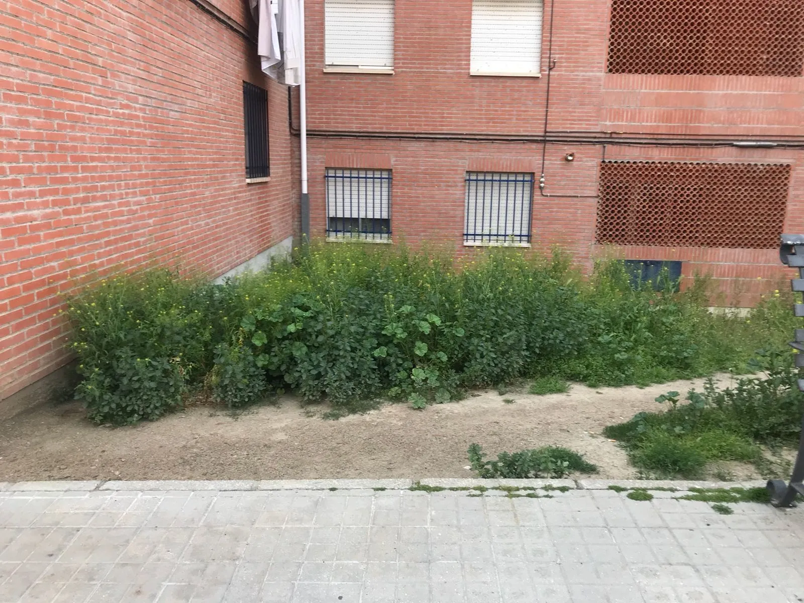Foto 8 - Quejas por el estado de varias zonas verdes