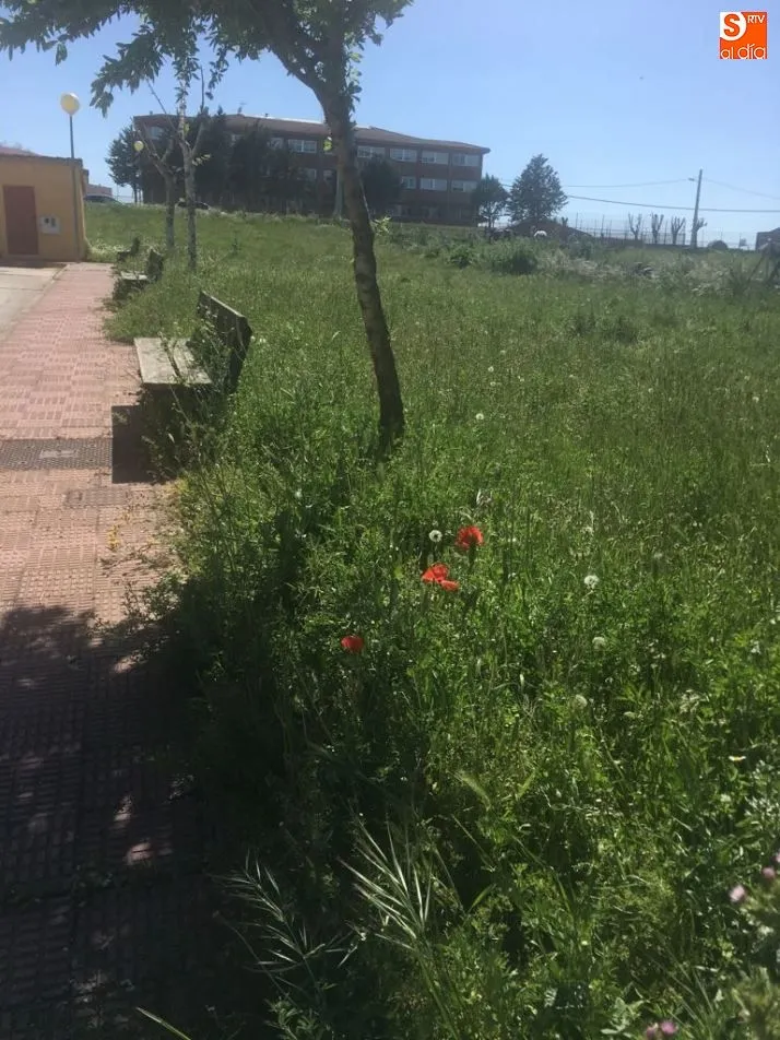 Foto 6 - Quejas por el estado de varias zonas verdes