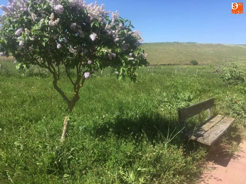 Foto 5 - Quejas por el estado de varias zonas verdes