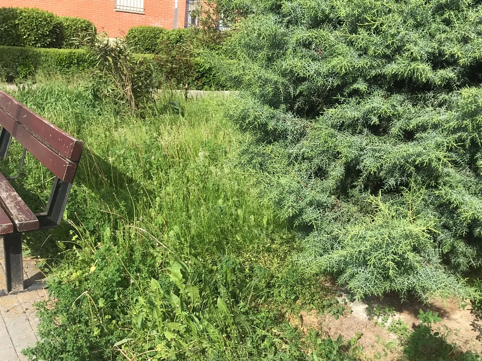 Foto 2 - Quejas por el estado de varias zonas verdes