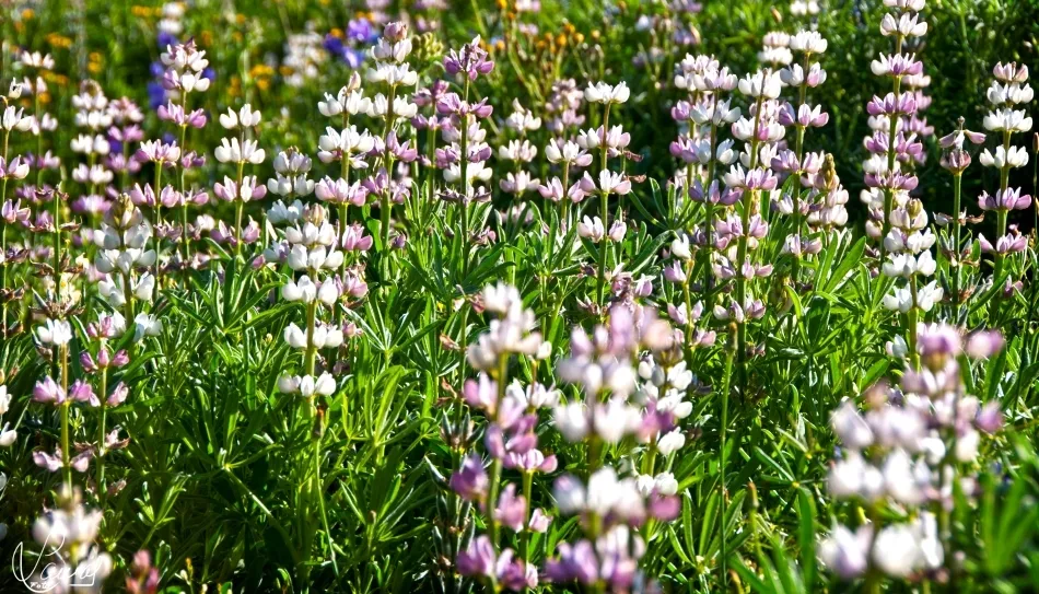 Sonrisas de primavera