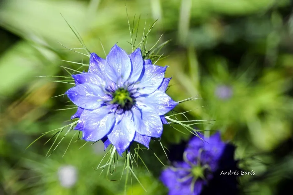Foto 2 - Delicadeza