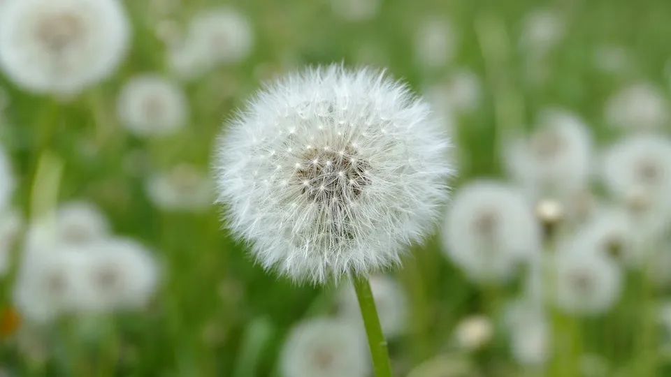 Aumento de las alergias entre la población infantil.