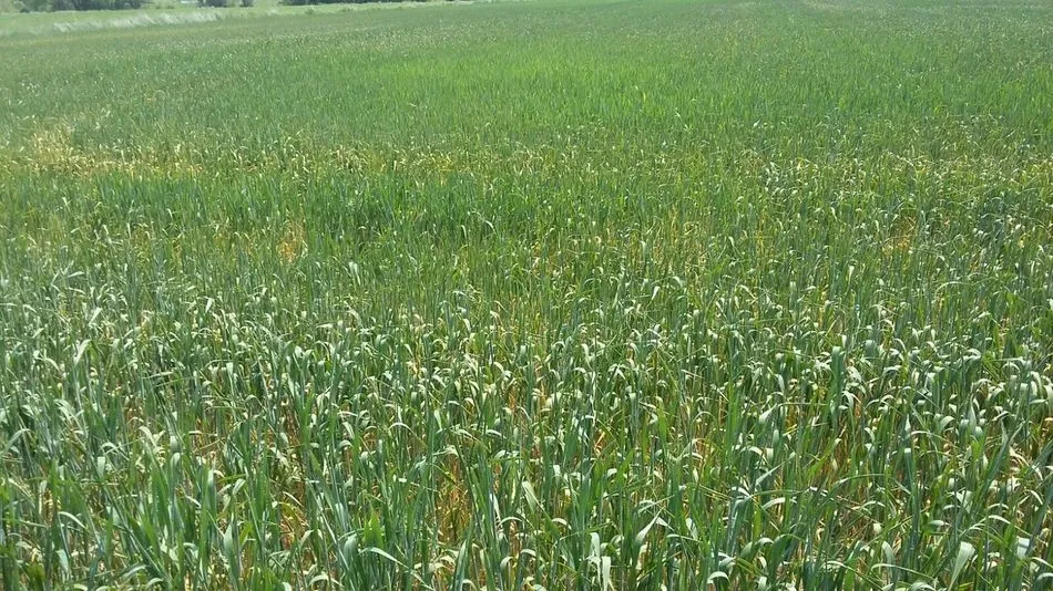 La cosecha de cereales en Castilla y León rondará los seis millones de toneladas