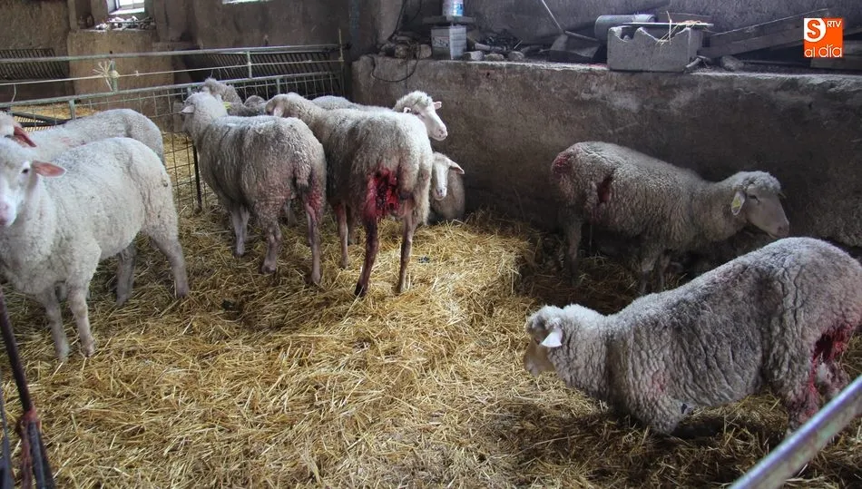 El incremento de las poblaciones de lobo se convierte en constantes ataques a la ganadería