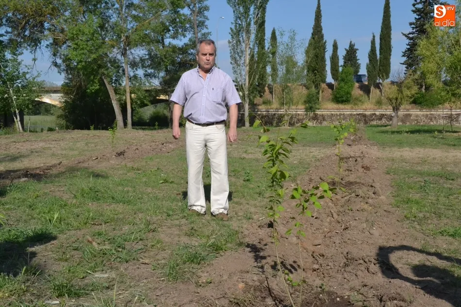 Foto 2 - Plantados en las Tener&iacute;as gracias al MAPAMA 48 ejemplares de olmo similares al &Aacute;rbol Gordo  
