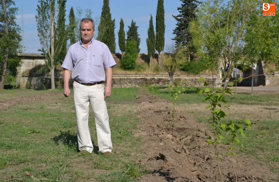 Plantados en las Tenerías gracias al MAPAMA 48 ejemplares de olmo similares al Árbol Gordo  