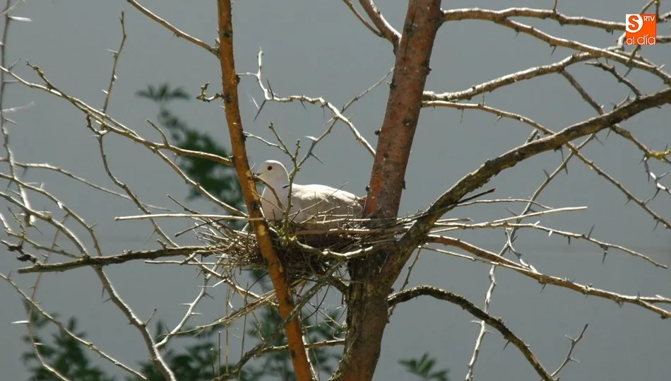 La tórtola turca, una extranjera amiga  