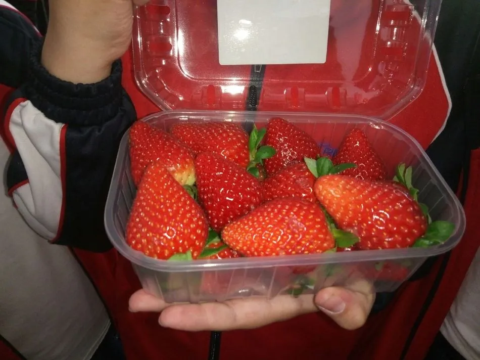 Foto 5 - El colegio Padres Trinitarios participa en el Programa Escolar de consumo de frutas, hortalizas y...