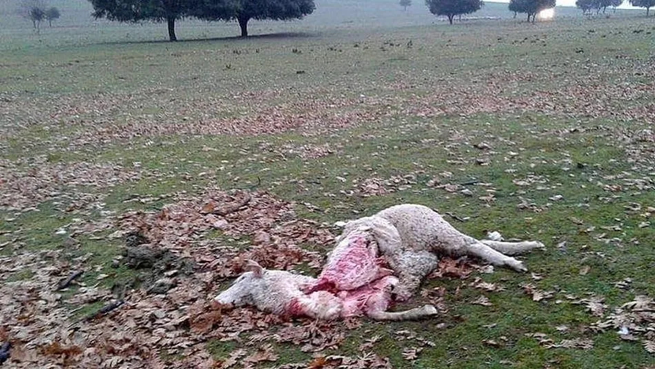 Oveja muerta tras el ataque del lobo en Peralejos de Abajo