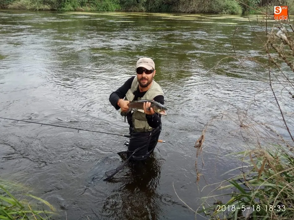 Foto 11 - Hucho-hucho, el salm&oacute;n del Danubio que lleg&oacute; al Tormes para quedarse&nbsp;&nbsp;  