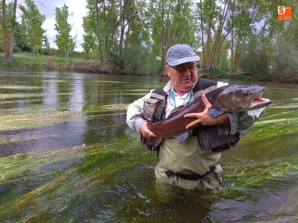 Foto 8 - Hucho-hucho, el salm&oacute;n del Danubio que lleg&oacute; al Tormes para quedarse&nbsp;&nbsp;  
