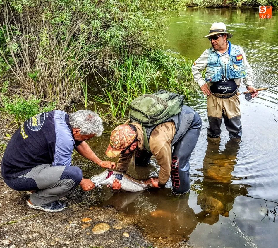 Foto 7 - Hucho-hucho, el salm&oacute;n del Danubio que lleg&oacute; al Tormes para quedarse&nbsp;&nbsp;  