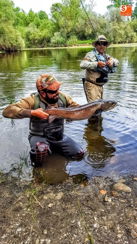 Foto 5 - Hucho-hucho, el salm&oacute;n del Danubio que lleg&oacute; al Tormes para quedarse&nbsp;&nbsp;  