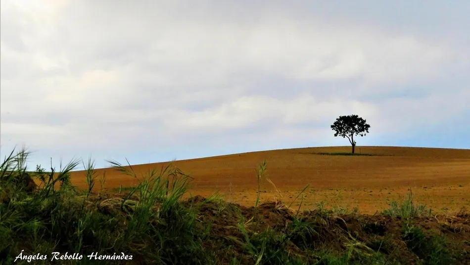 La soledad del árbol