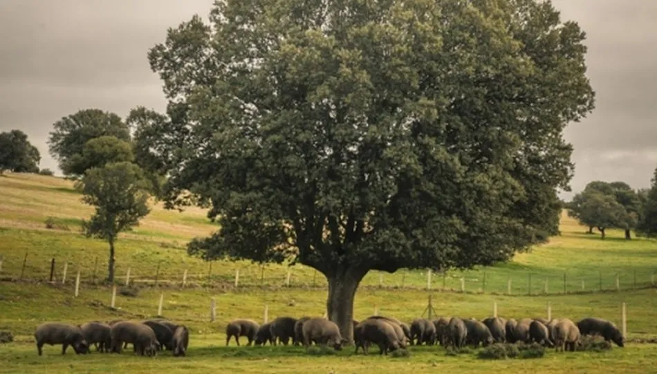 La bellota de esta campaña, de buena calidad